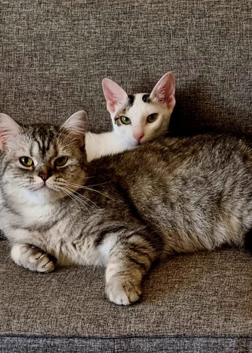 Indoor cats